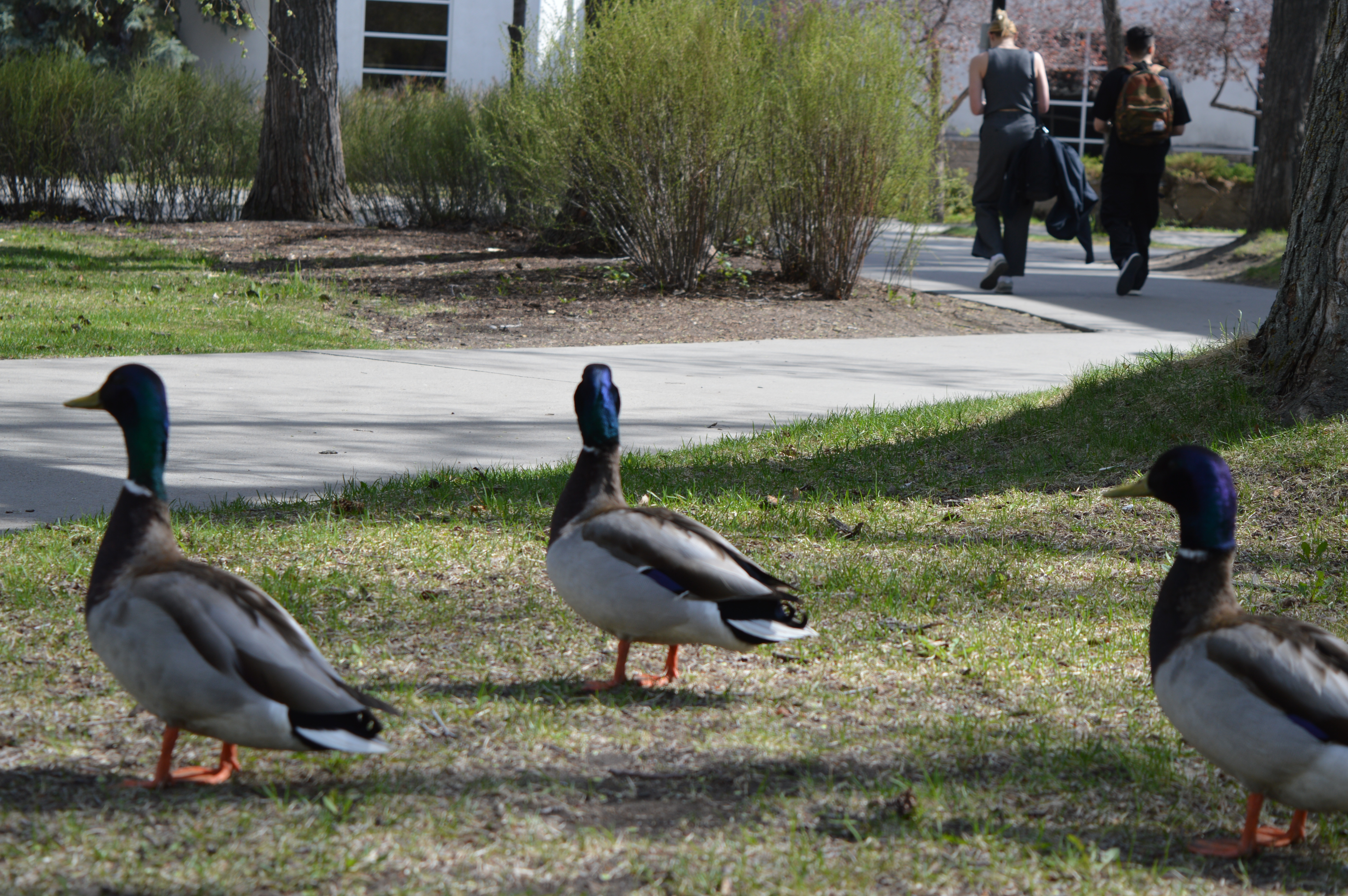 ducks